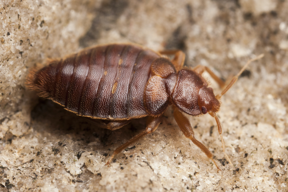 Quality Bed Bug Removal Treatments In North Las Vegas NV