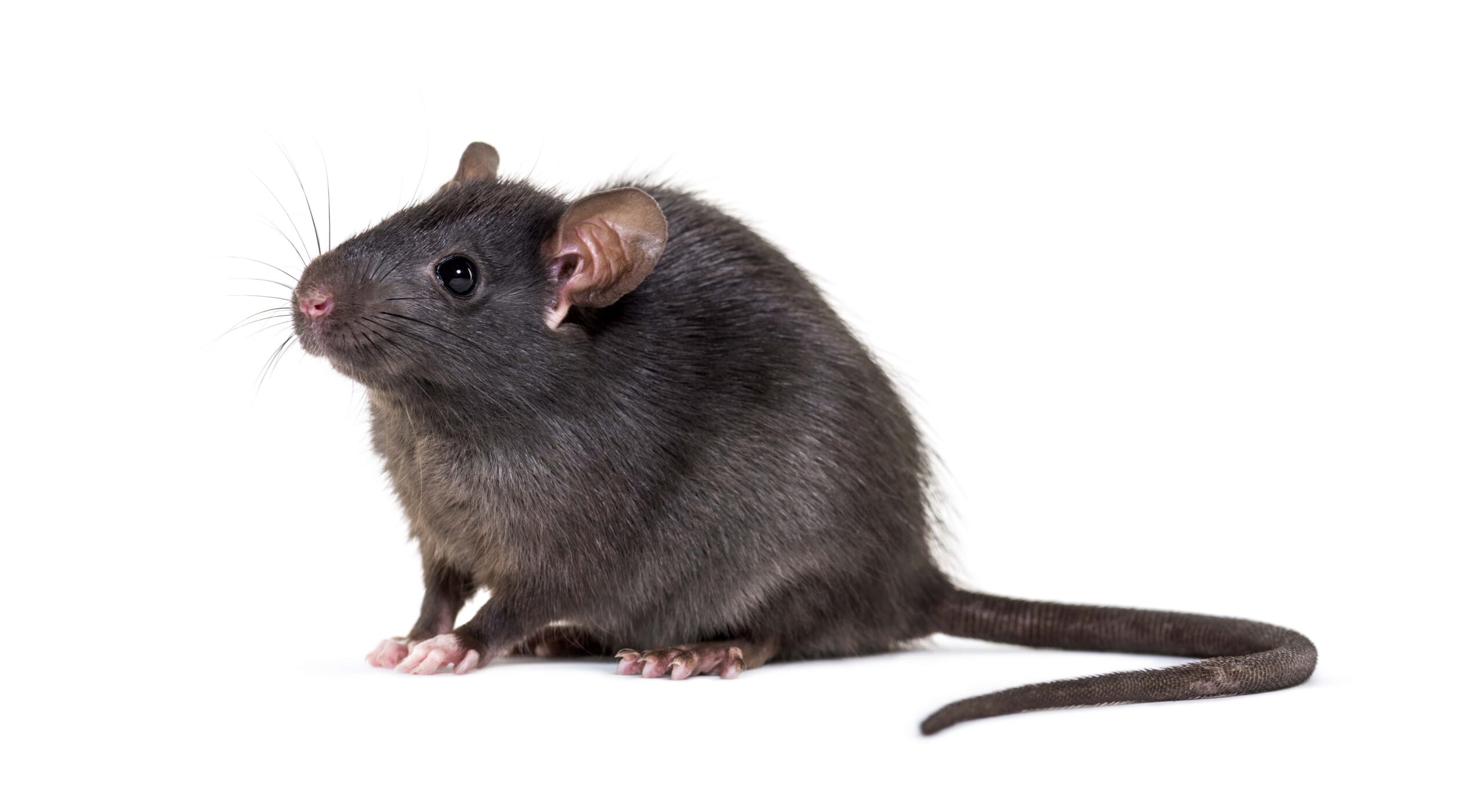 black-rat-rattus-rattus-in-front-of-white-backgr-min