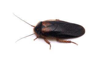 giant-cockroach-isolated-on-white-background-min