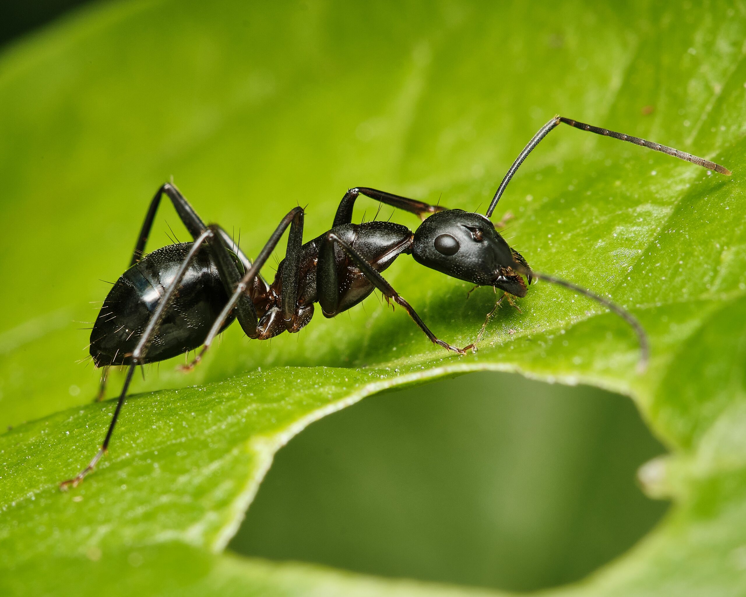 high-resolution-image-of-an-ant-camponotus-compres-min