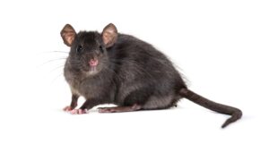 black-rat-rattus-rattus-in-front-of-white-backgr--min