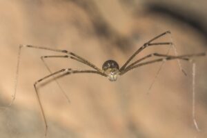 macro-shot-of-a-spider-with-long-legs-min