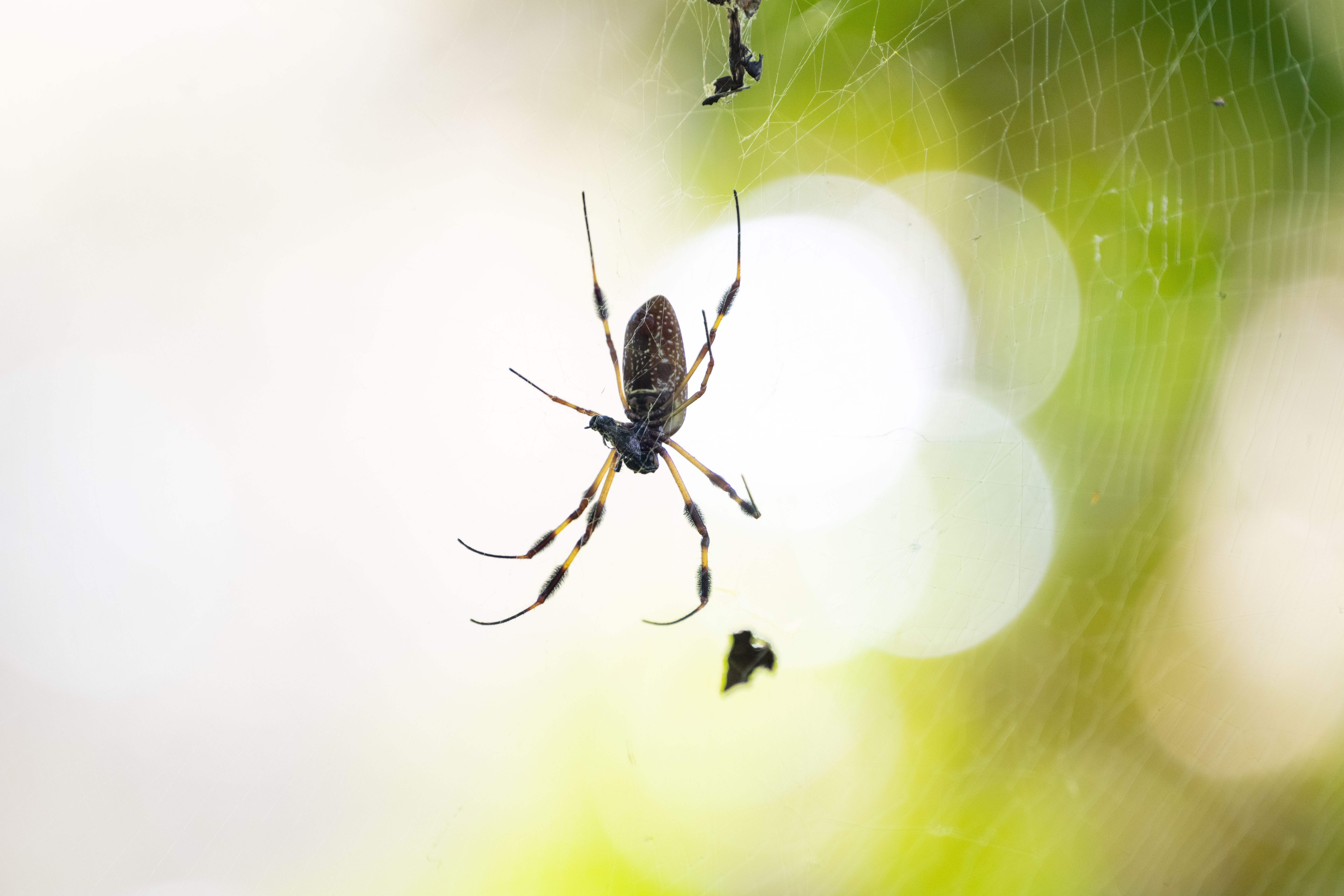 arachnid-is-poised-on-its-web-using-the-strands-t-min