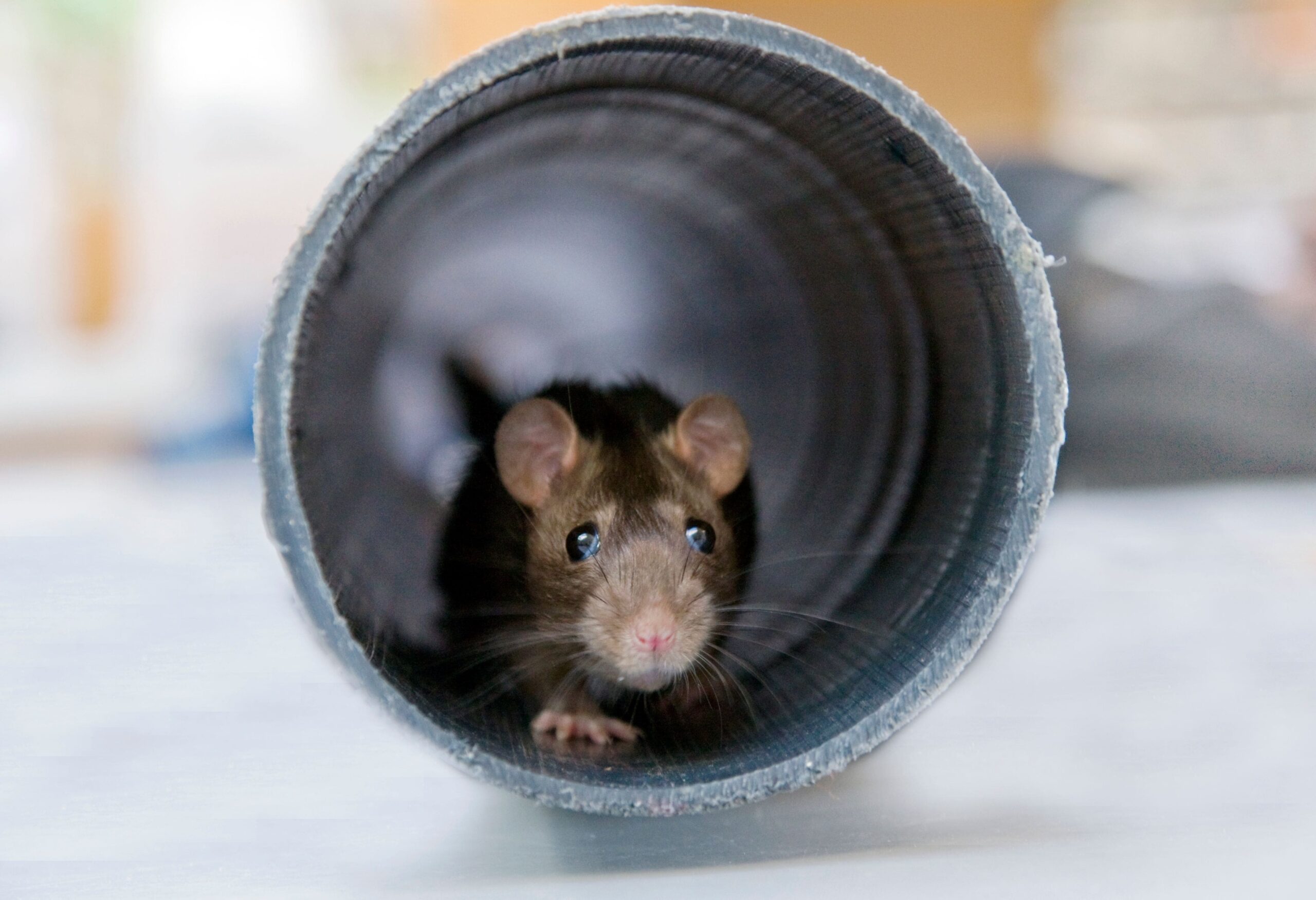 close up of an adorable rat peeking out from insid
