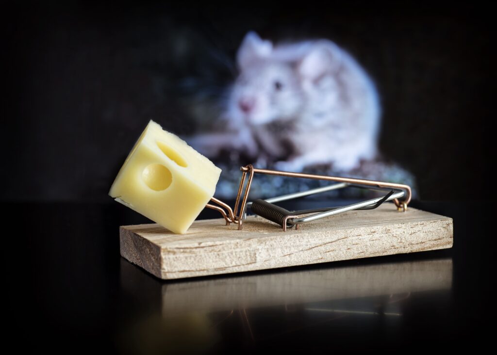 closeup of a piece of cheese on a mousetrapwith a