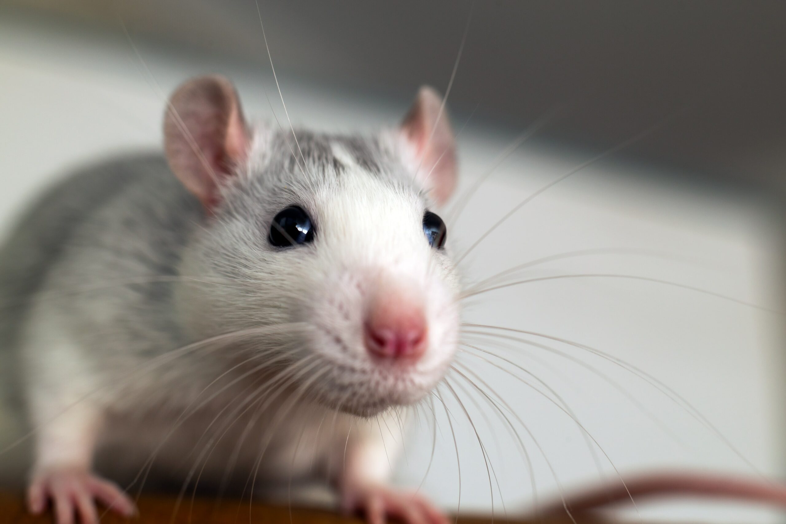 closeup of funny white domestic rat with long whis ut min