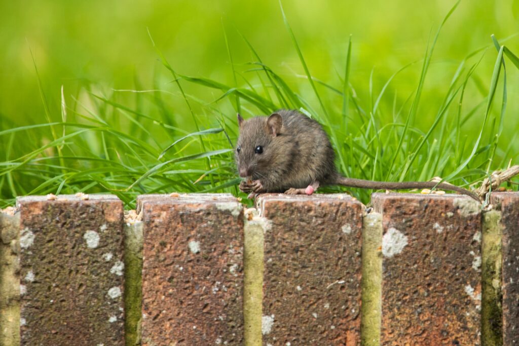 closeup shot of a small gray rat on a stone border
