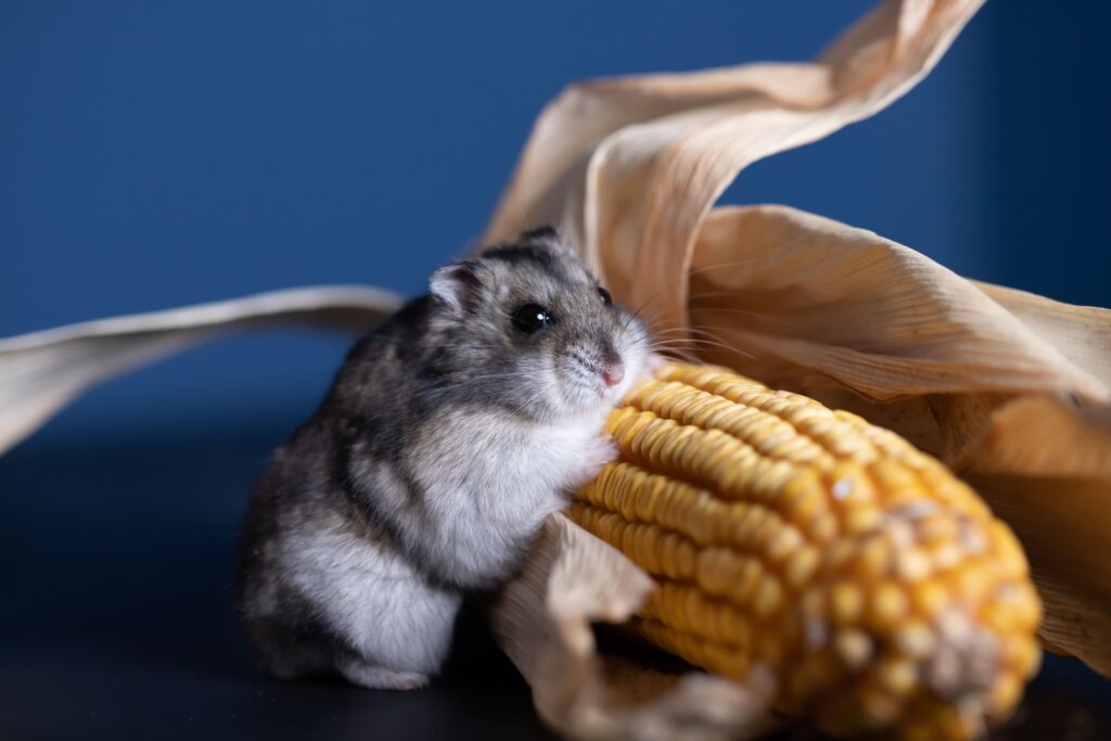 cute pet hamster with corn utc