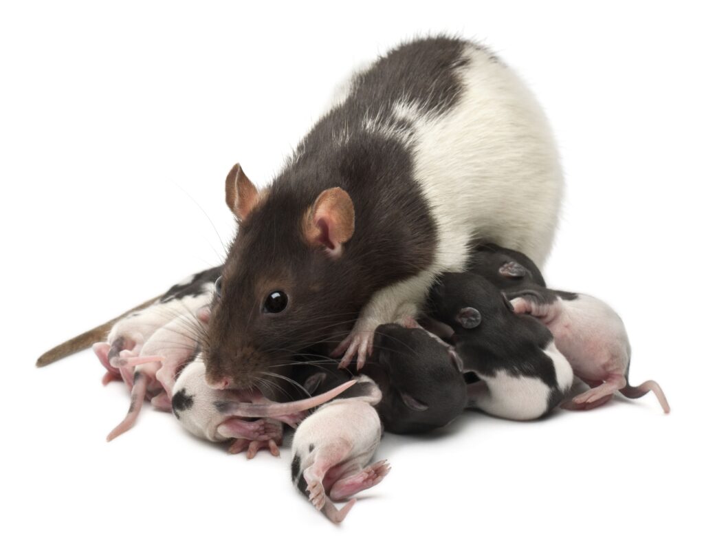 fancy rat feeding its babies in front of white bac utc
