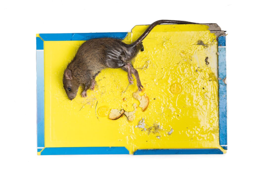 rat captured on disposable glue trap board isolate
