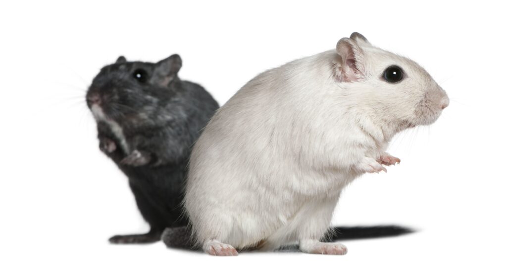 two gerbils 2 years old in front of white backgr utc