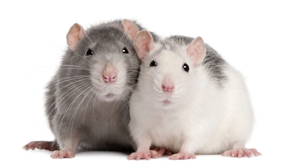 two rats 12 months old in front of white backgro utc
