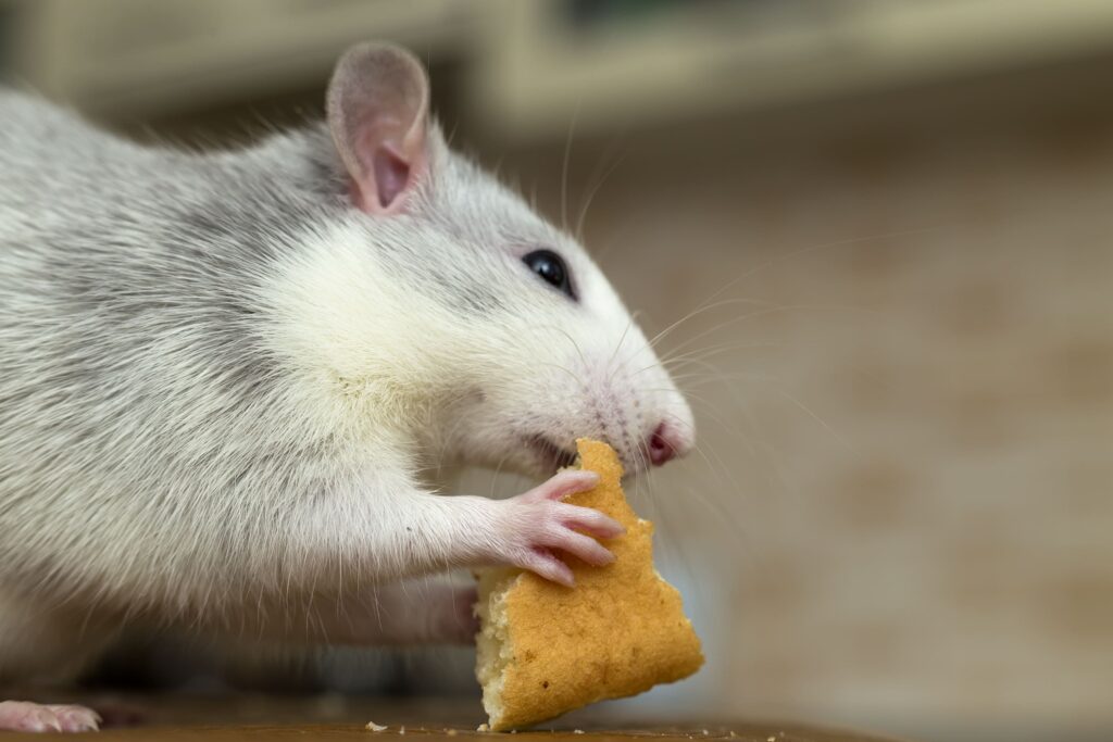 white domestic rat eating bread pet animal t hom utc