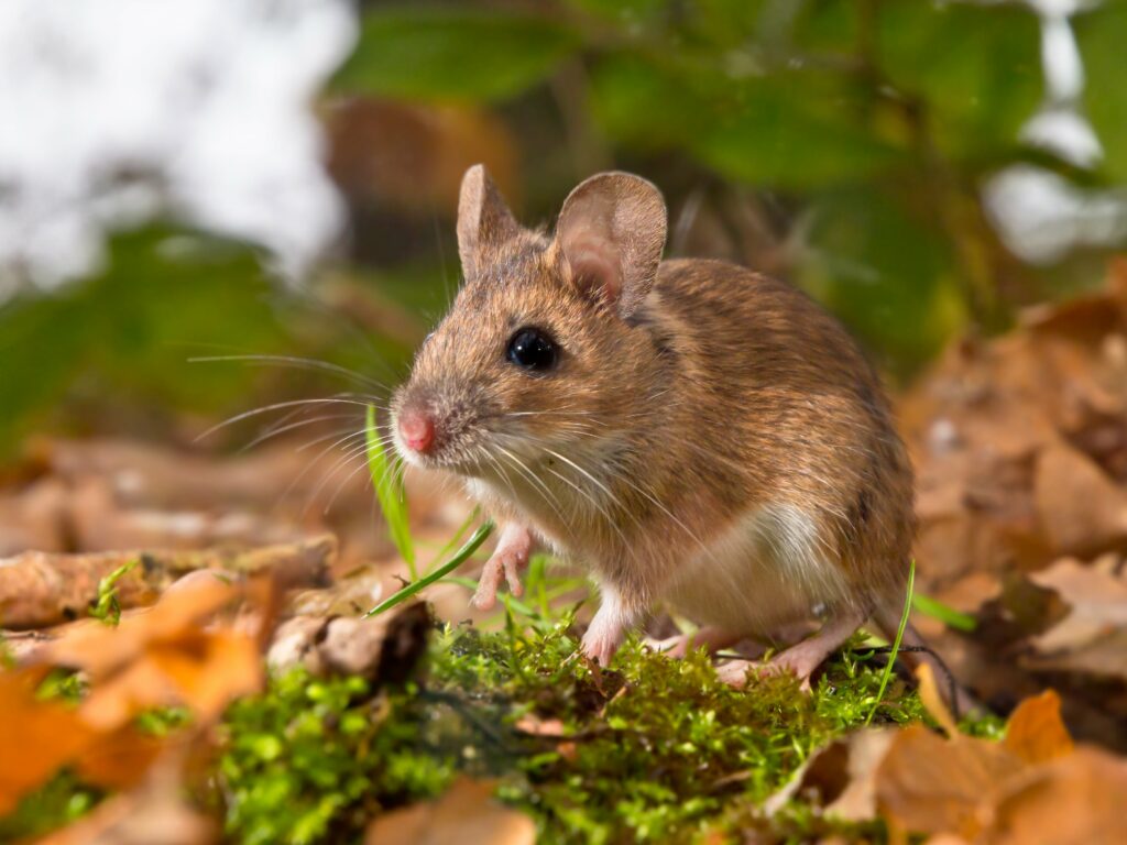 yellow necked mouse in forest utc min