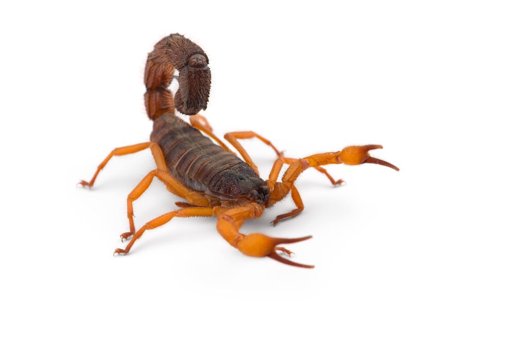 african-venom-scorpion-isolated-on-white-backgroun-min