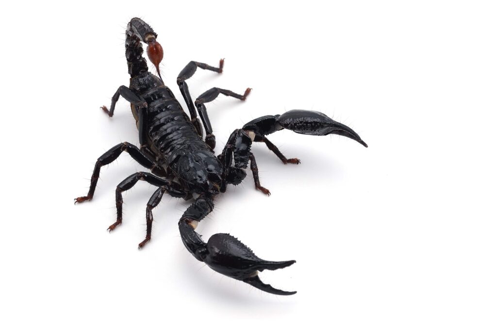 black-scorpion-isolated-on-white-background-min