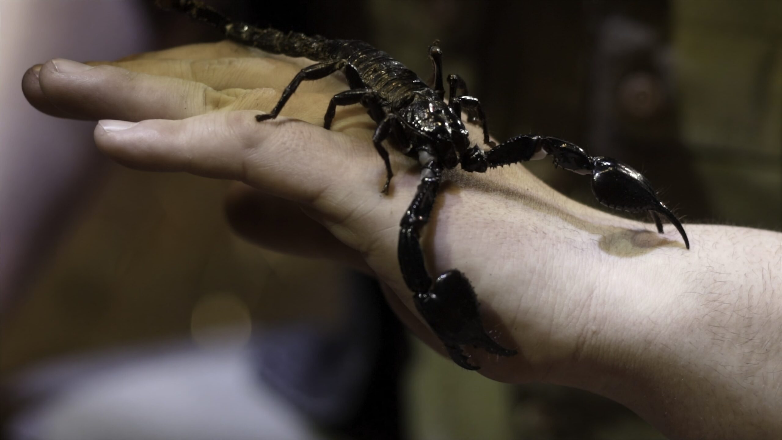 black-scorpion-sitting-on-hand-action-close-up-o-min