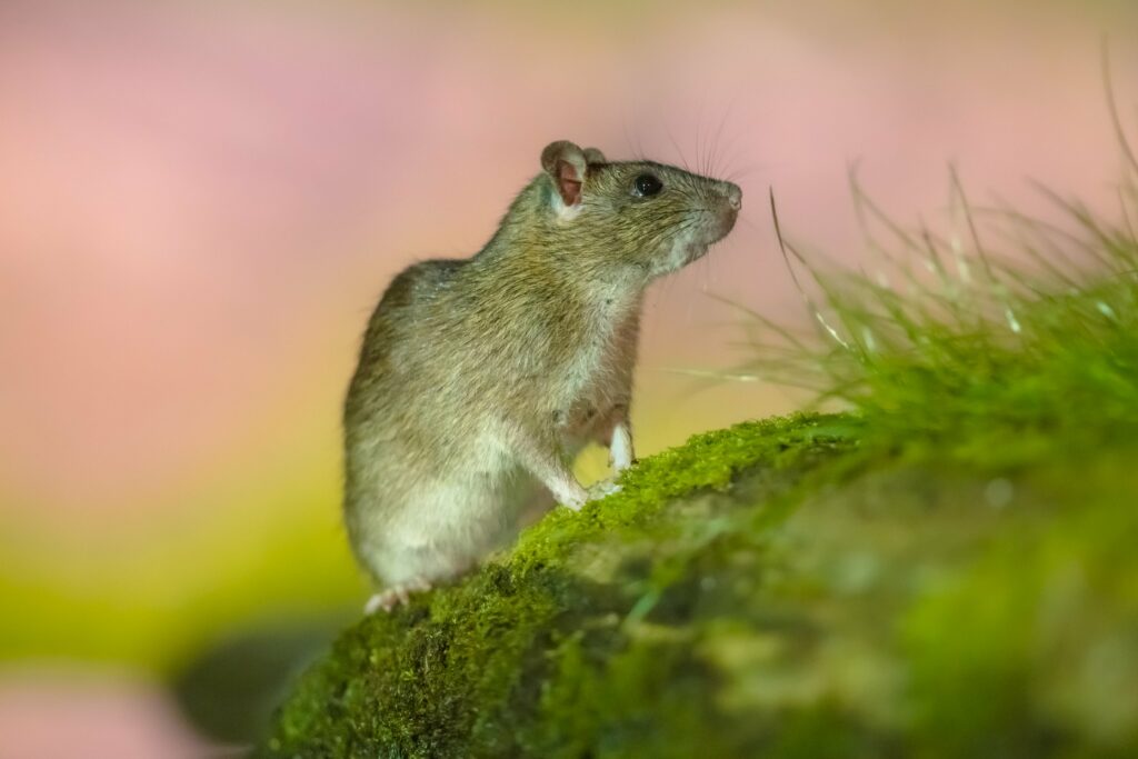 brown-rat-in-grass-on-river-bank-min