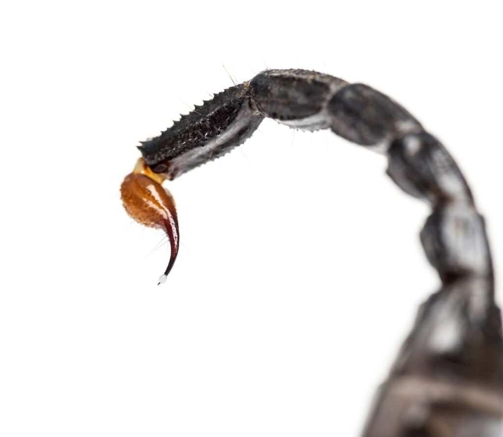 close-up-of-a-drop-of-venom-on-the-tail-of-a-emper-min