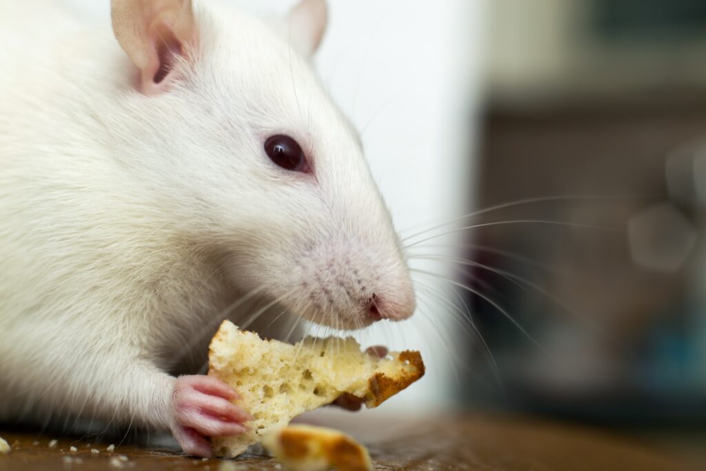 close-up-of-white-domestic-rat-eating-bread-crums-min