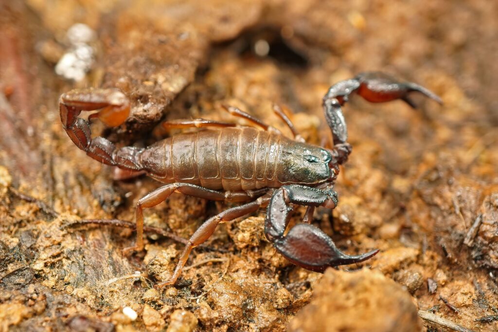 close-up-shot-of-the-western-forest-scorpion-uroc-min