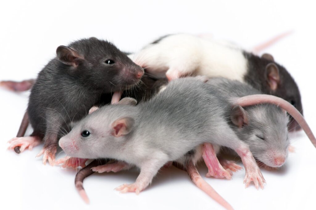 cute-baby-rats-min