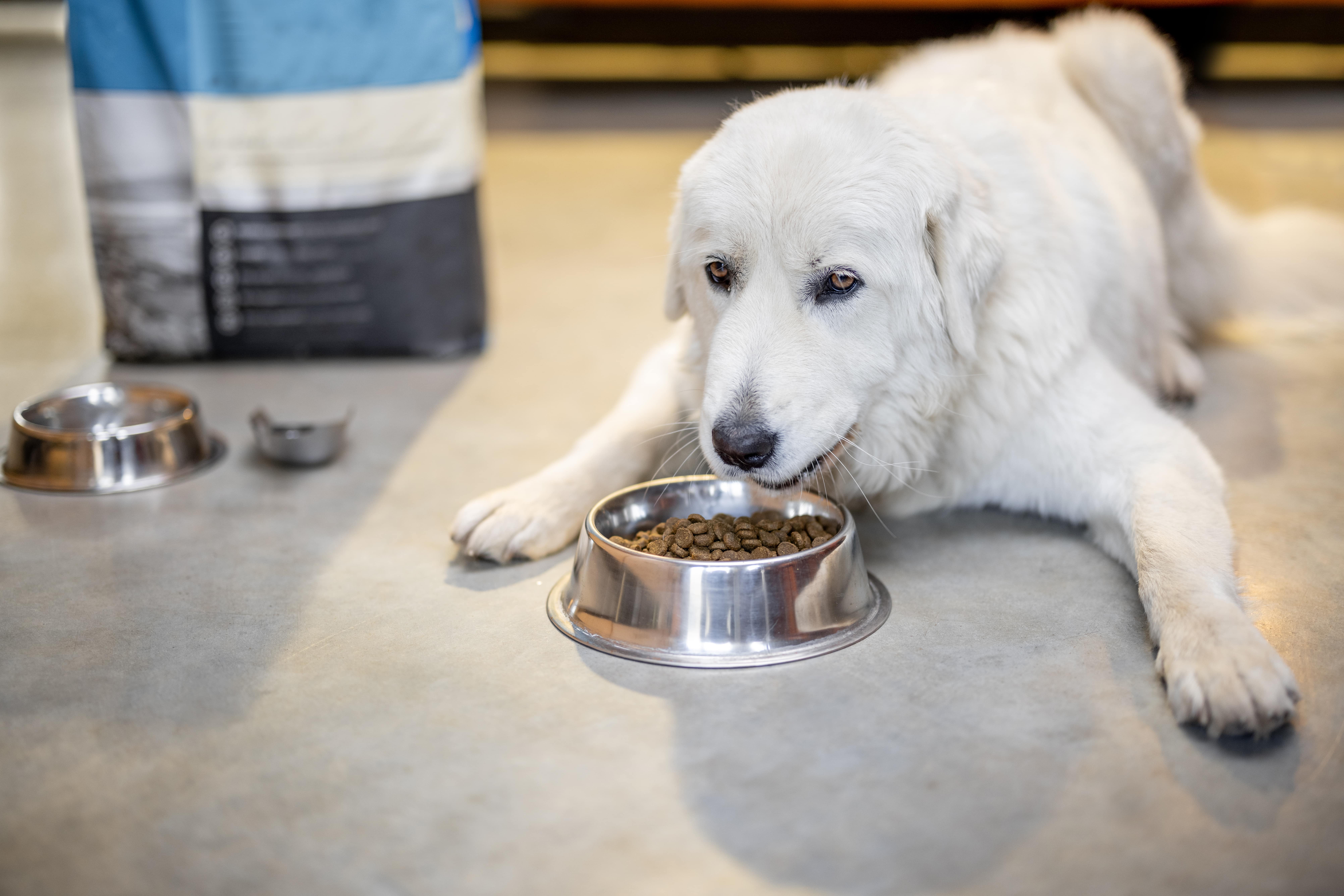 dog-eats-dry-food-from-a-bowl-min