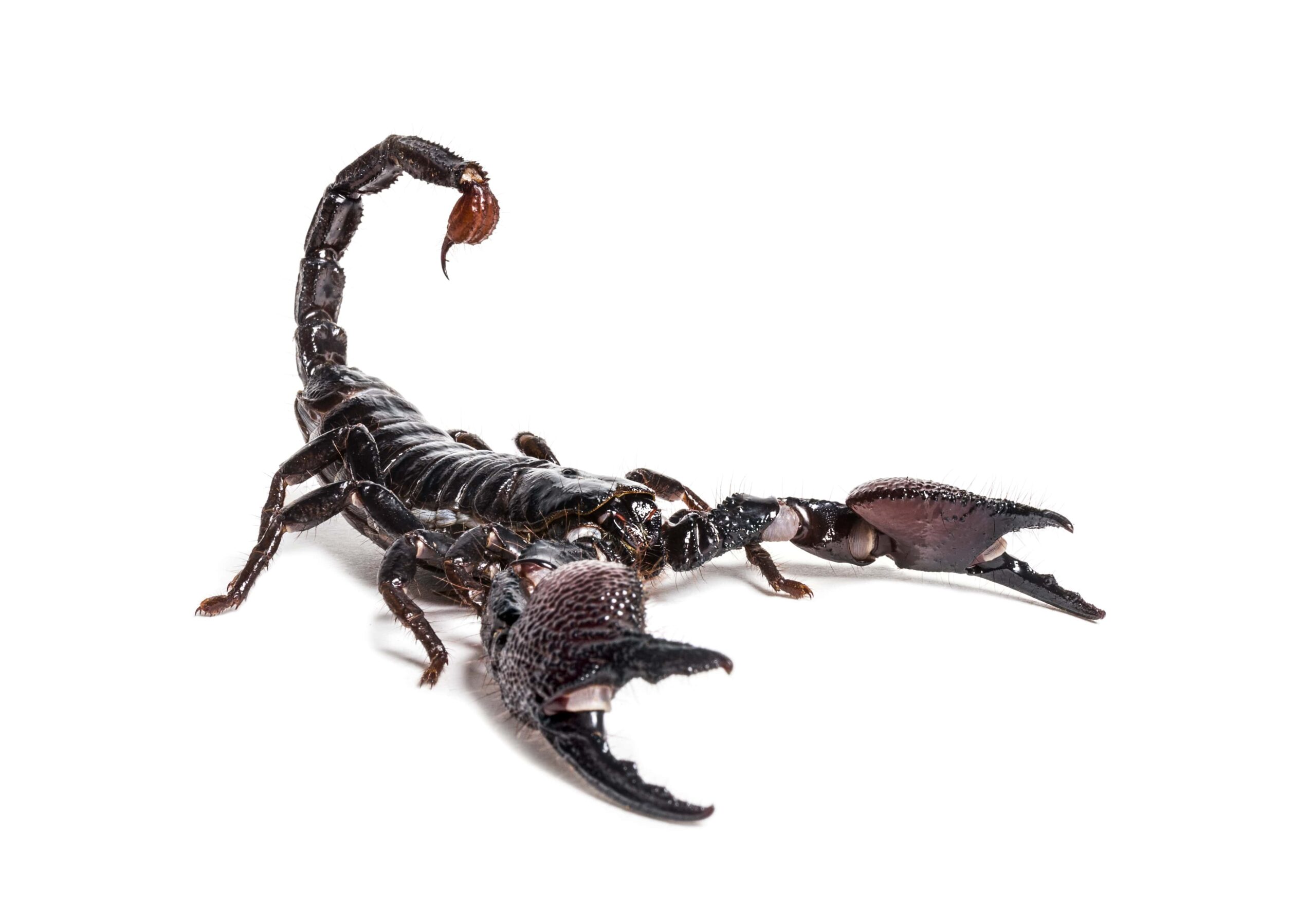 Blue Emperor Scorpion” - One of the largest scorpion in the world
