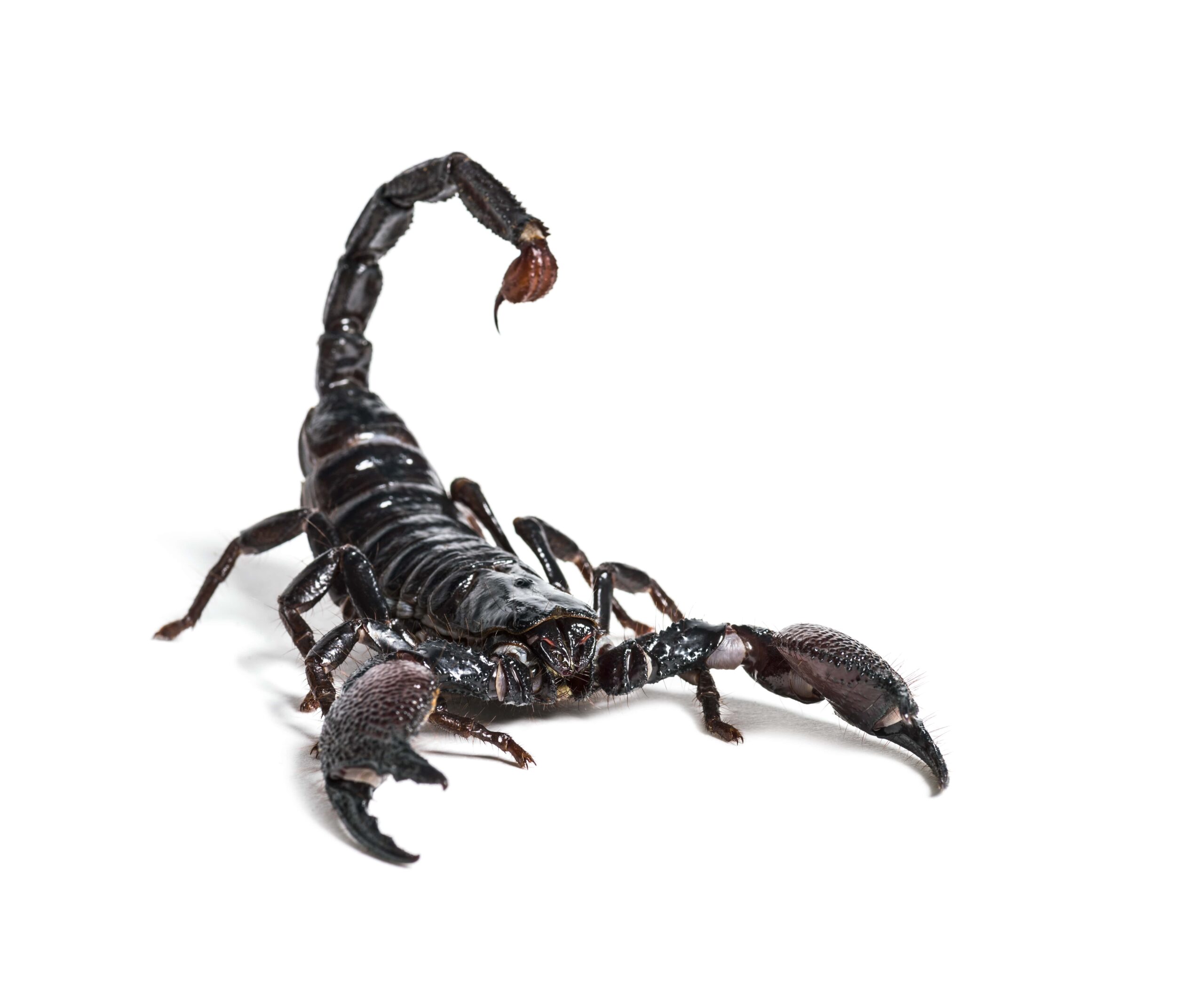 emperor-scorpion-pandinus-imperator-in-front-of-min