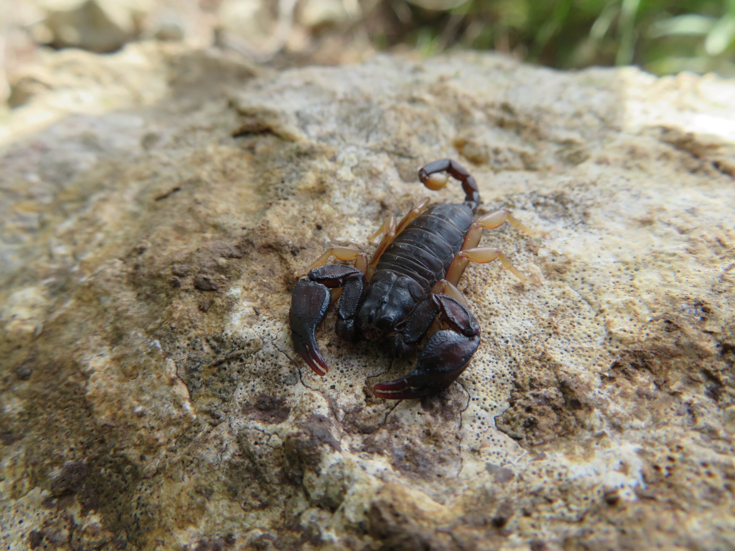 european-black-scorpion-euscorpius-flavicaudis-c-min