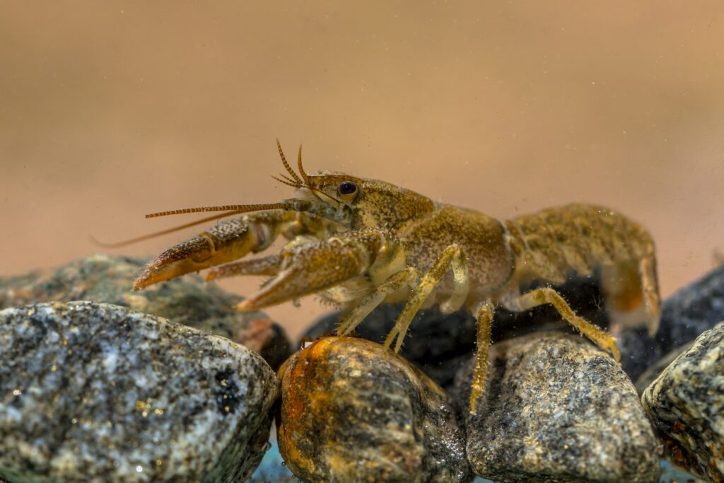 european-crayfish-on-riverbed-min