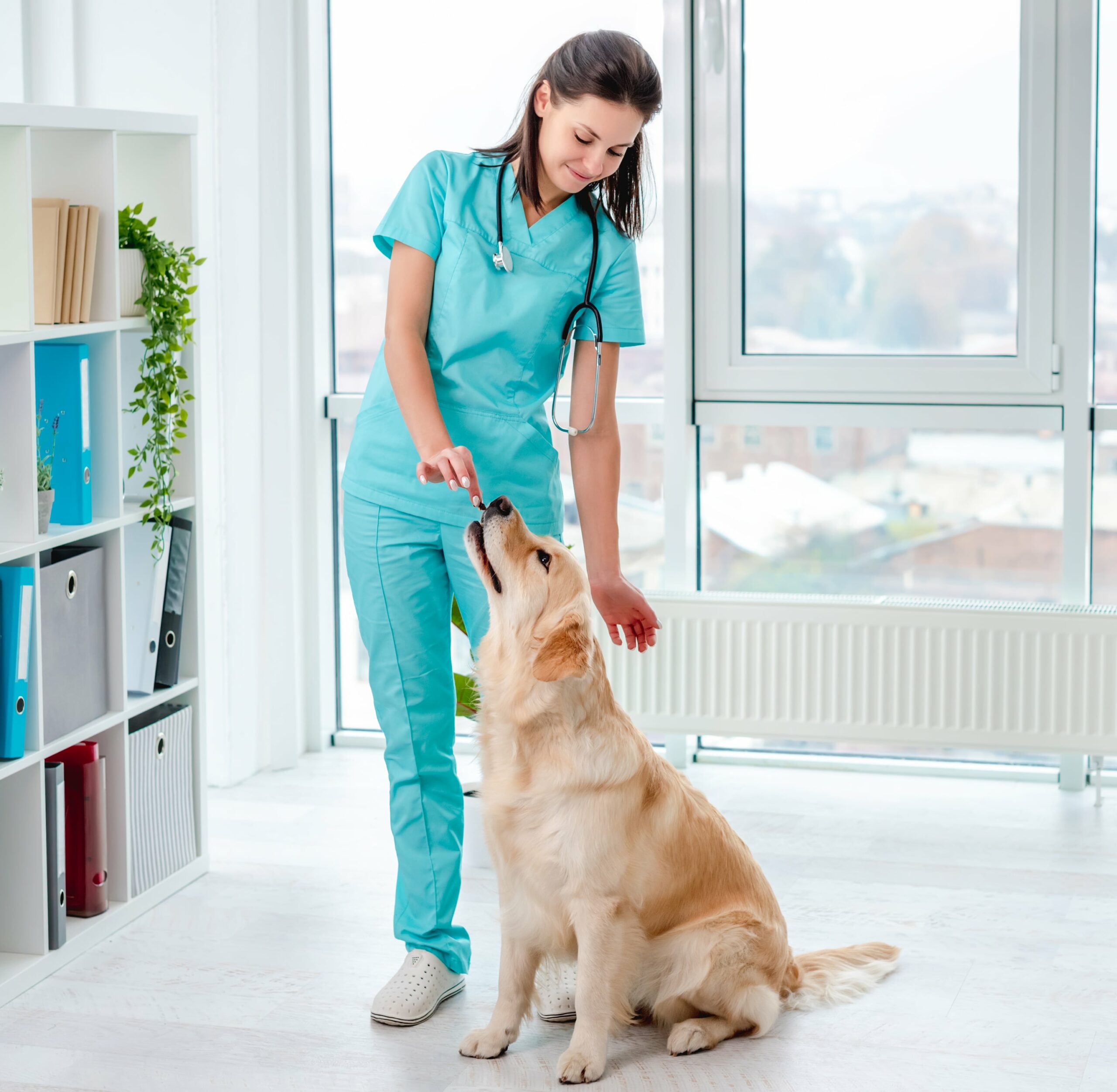golden-retriever-dog-examination-in-veterinary-cli-min