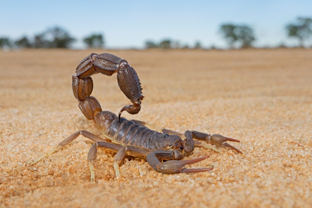 granulated-thick-tailed-scorpion-parabuthus-granu-min