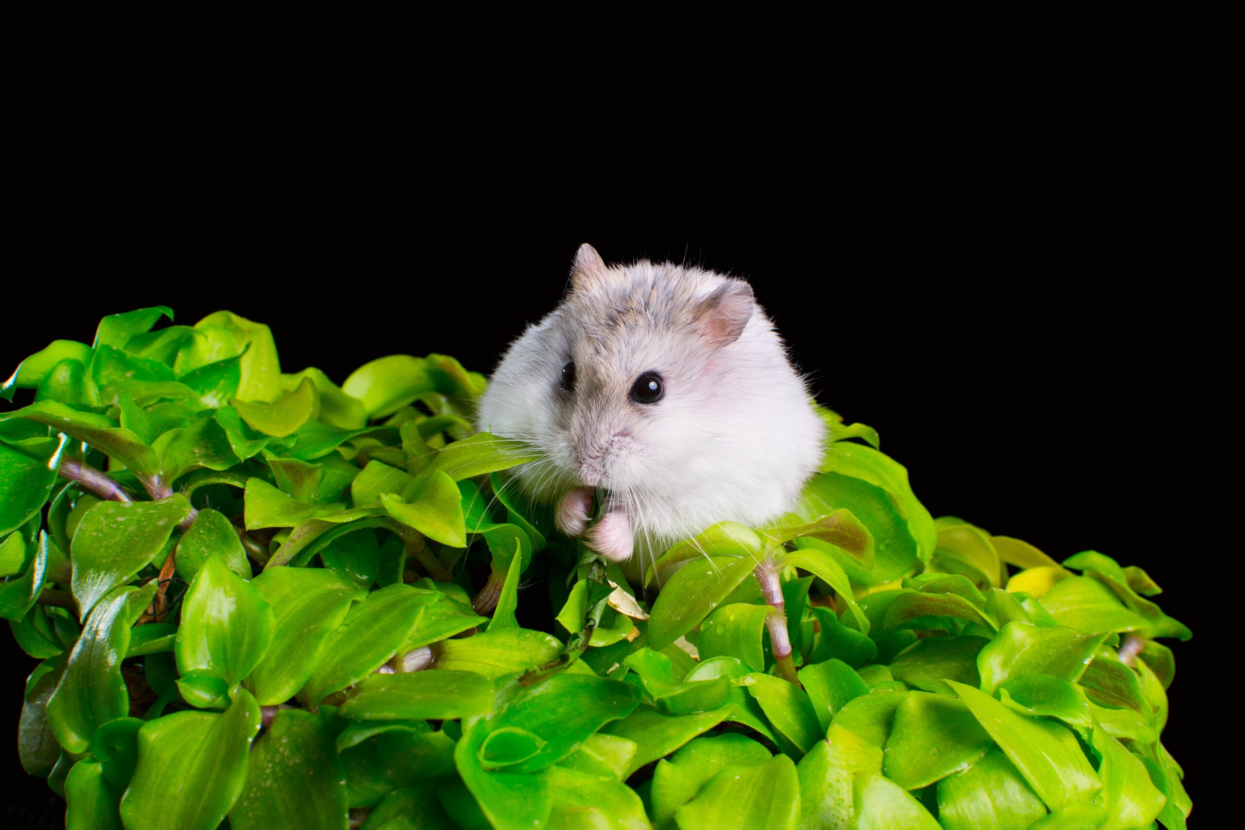 hamster-on-a-plant-min