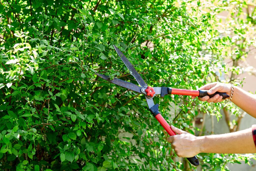 man-hands-cuts-branches-of-bushes-with-hand-prunin-min