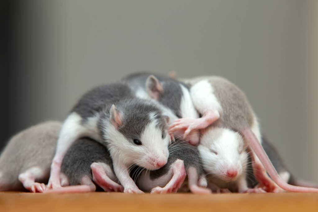 many-small-funny-baby-rats-warming-together-one-on-min