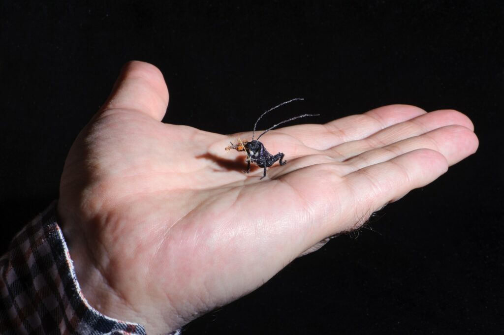 miniature-of-bug-playing-violin-min
