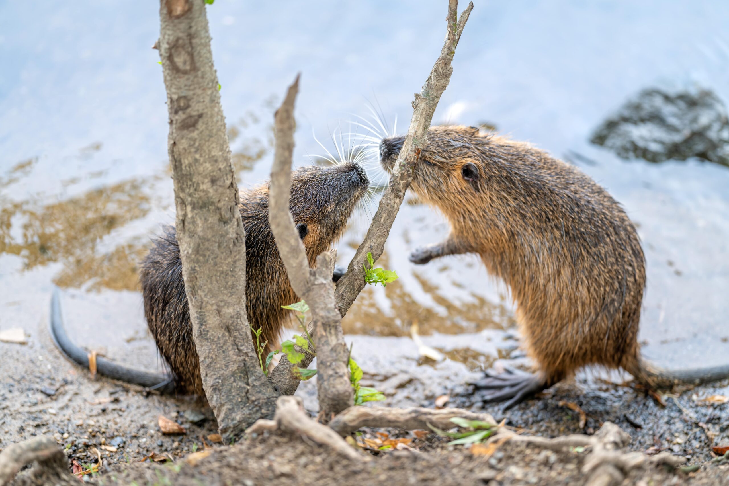 nutria-are-playing-on-the-river-bank-min
