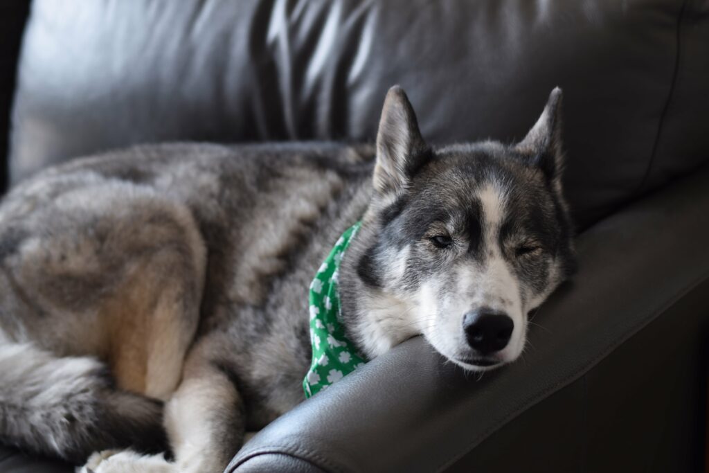 portrait-of-husky-dog-laying-on-a-couch-wearing-gr-min
