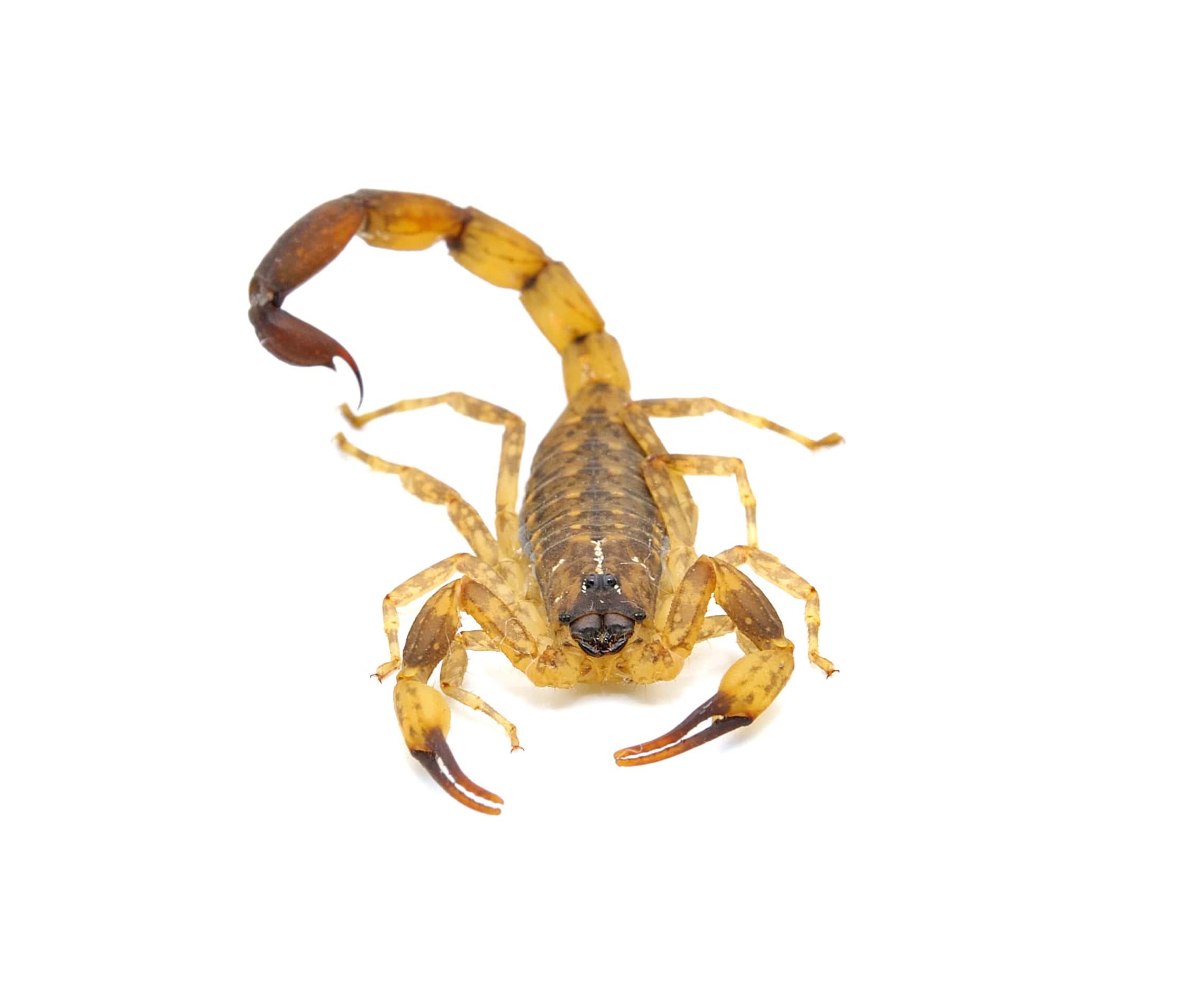 scorpion-isolated-on-white-background-min