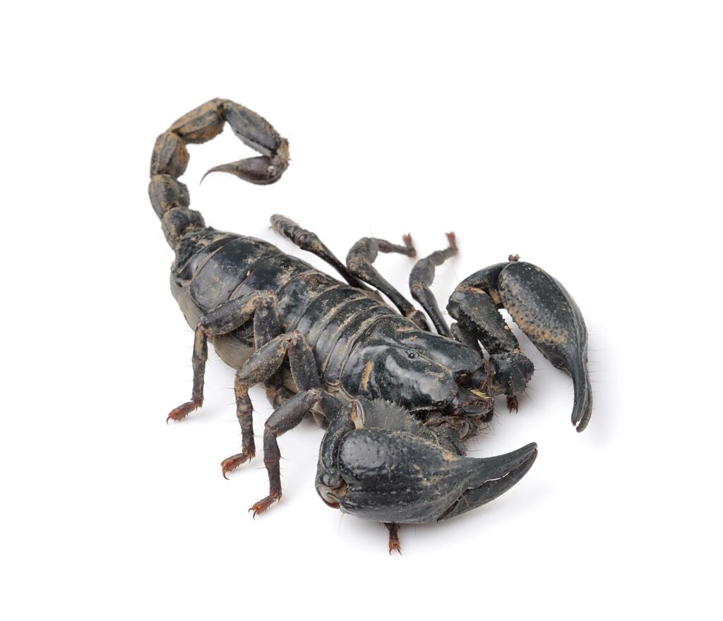 scorpion-isolated-on-white-background-min