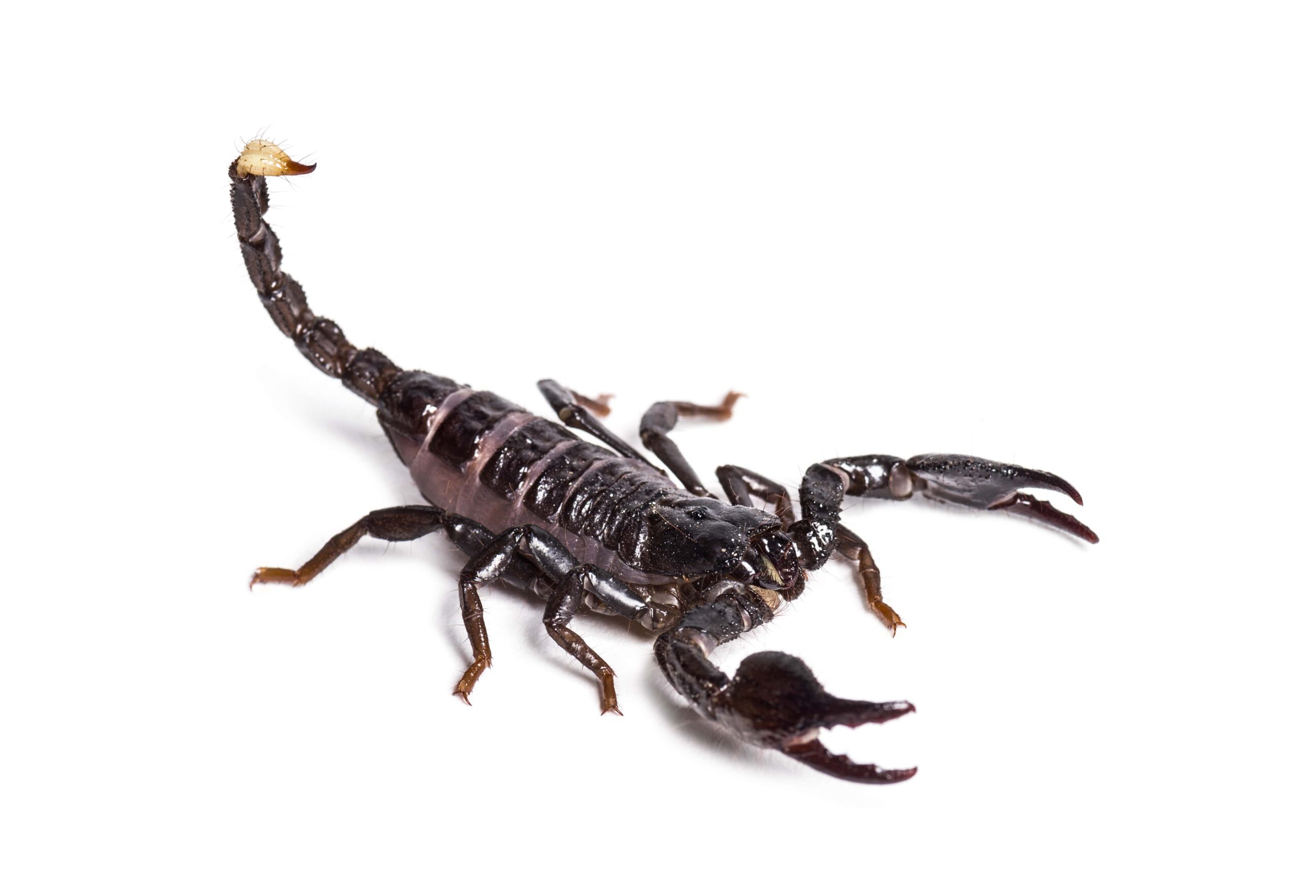 scorpion-pandinus-dictator-in-front-of-white-bac-min