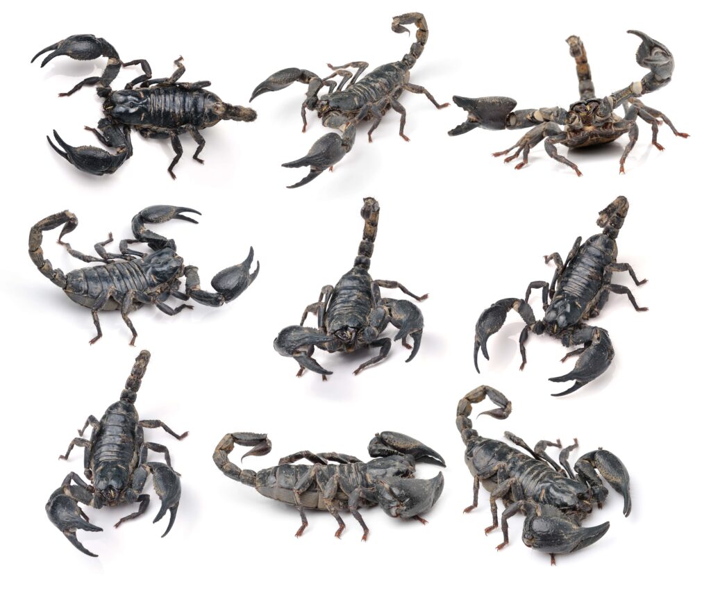 scorpion-pandinus-imperator-isolated-on-white-back-min