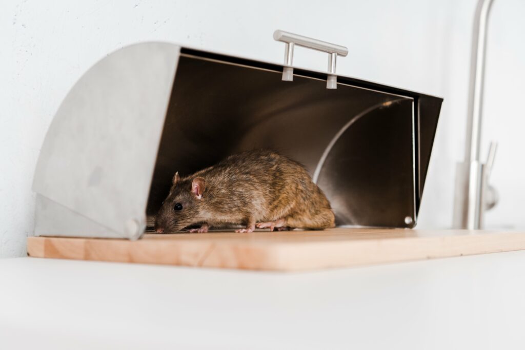 selective-focus-of-small-rat-in-bread-box-in-kitch-min