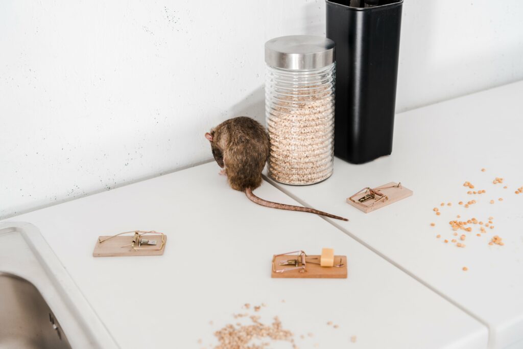 selective-focus-of-small-rat-near-glass-jar-with-b-min