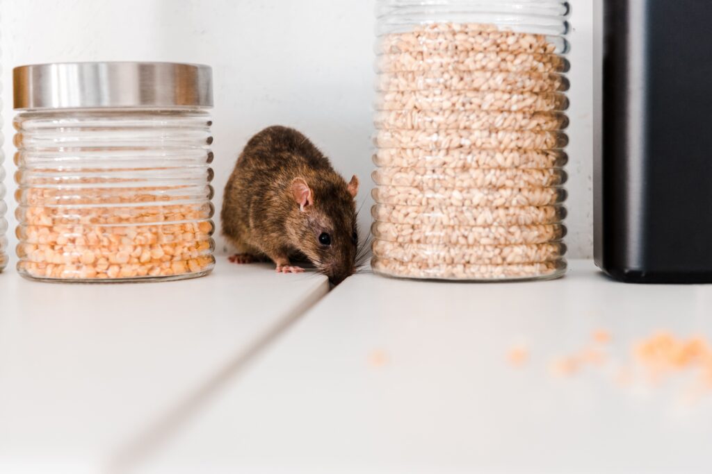 selective-focus-of-small-rat-near-jars-with-peas-a-min