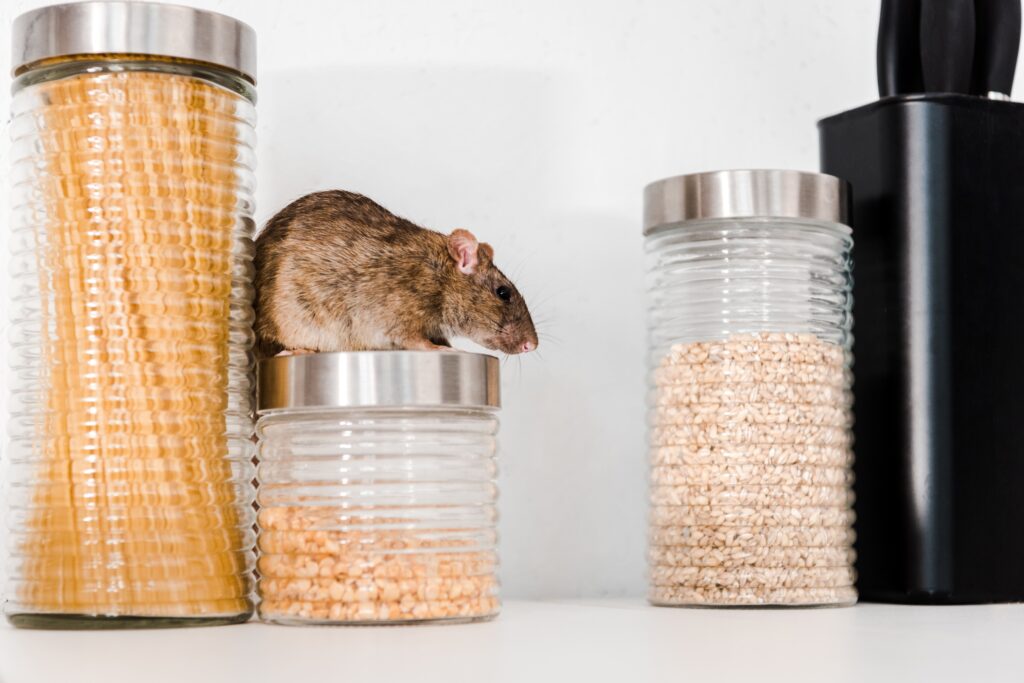 selective-focus-of-small-rat-on-jar-with-peas-near-min