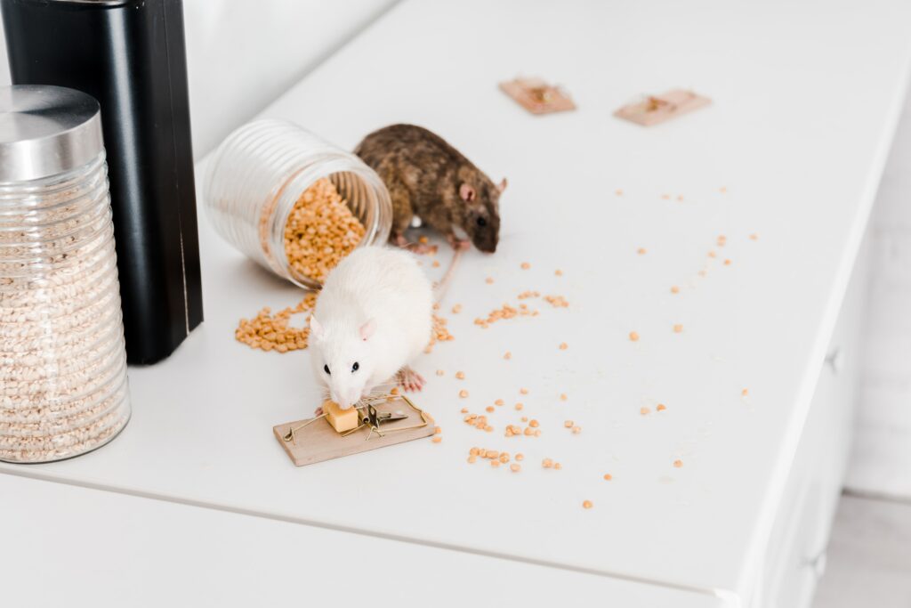 selective-focus-of-small-rats-near-glass-jars-with-min