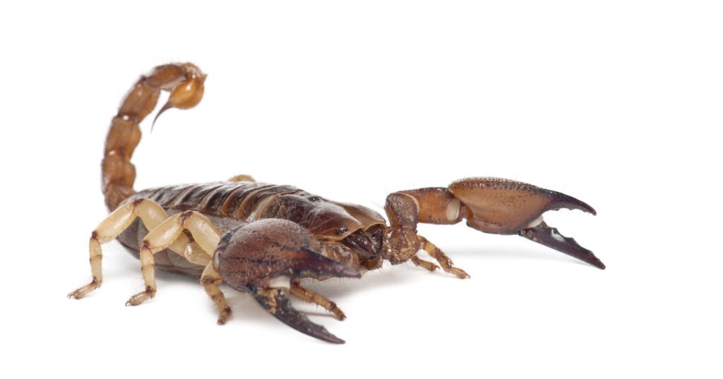 shiny-burrowing-scorpion-or-yellow-legged-creeping-min