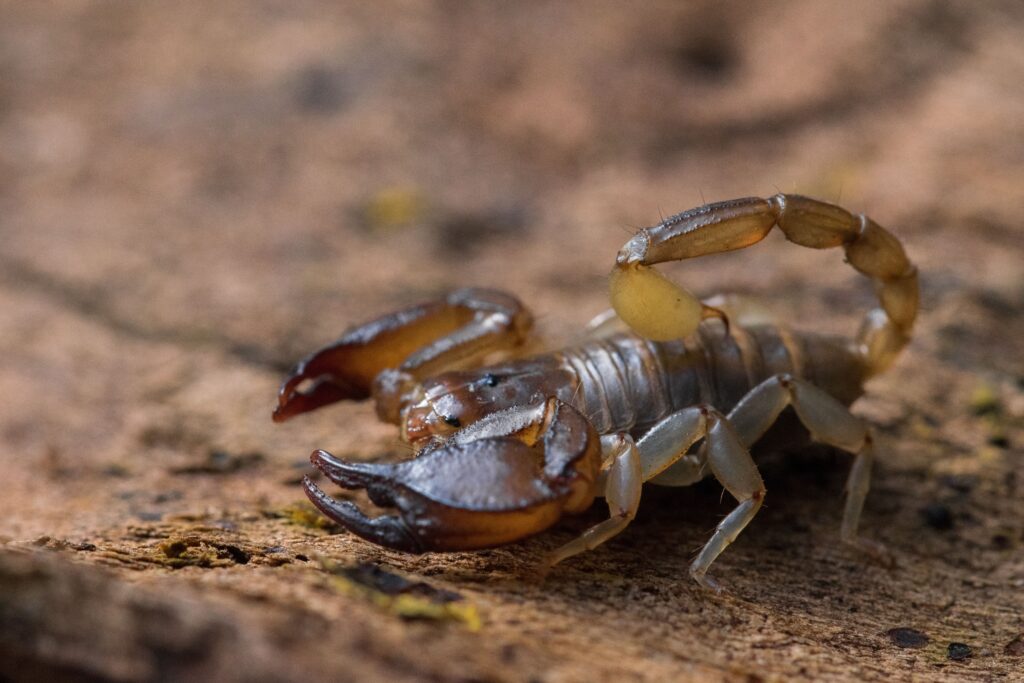 the-maltese-scorpion-euscorpius-sicanus-hunting (2)-min